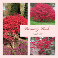 thumbnail image 3 of Burning Bush Plant Live Dormant, 8-10 inch Euonymus Burning Bush, Vibrant Foliage Outdoor Shrub, 3 of 7