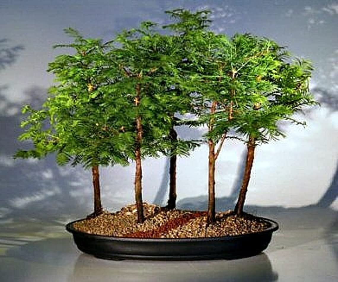 bonsai und wein Preisinger Bonsai main image 0