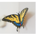 thumbnail image 4 of Butterfly Fridge Magnets – Beginner Set with Monarch, Tiger Swallowtail & Blue Morpho, 4 of 6