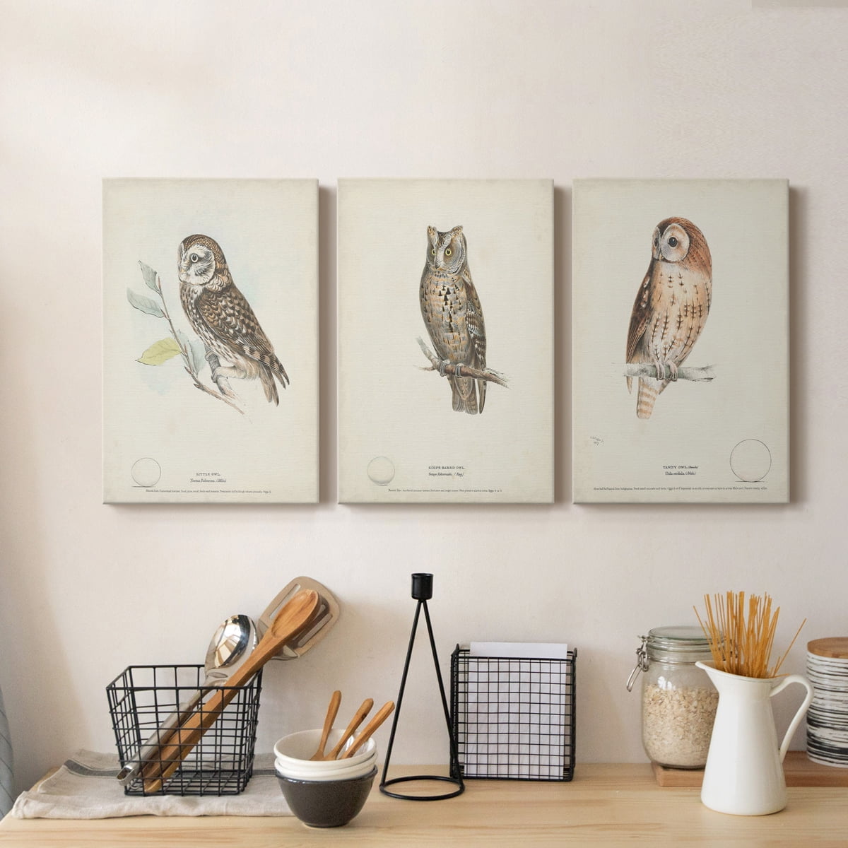 Little Owl Premium Gallery Wrapped Canvas - Ready to Hang - 8 x 12 Each
