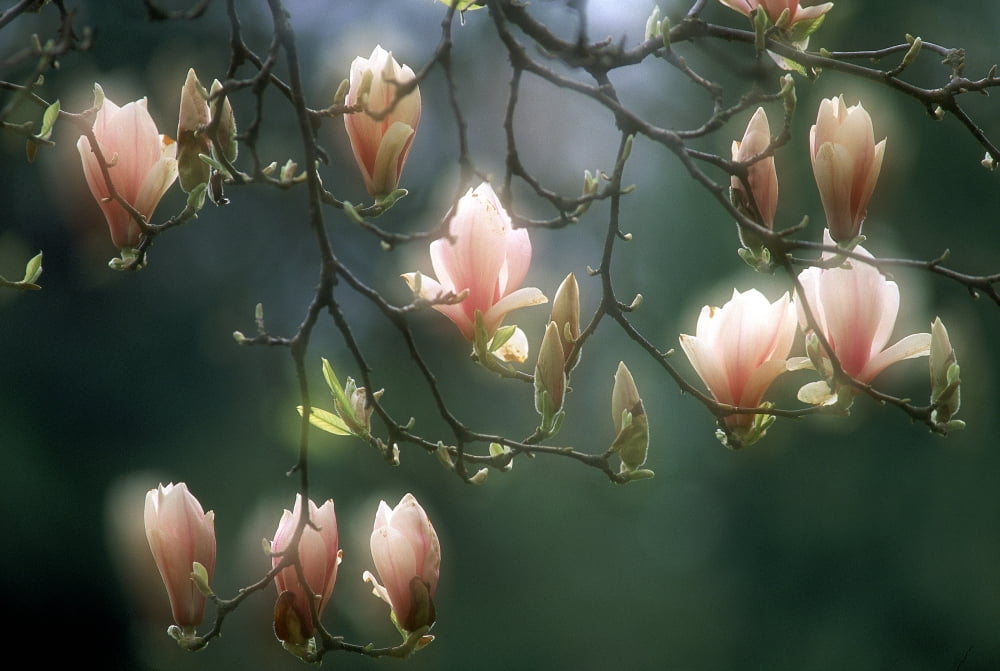 Magnolias Stanley P