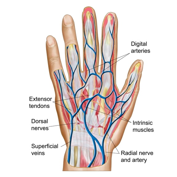 Anatomy of back of human hand Canvas Art - Stocktrek Images (28 x 29)