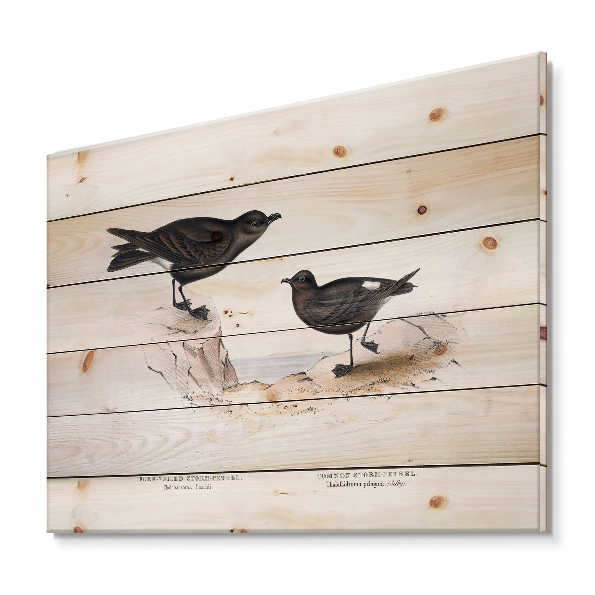 Designart 'Ancient Bird Of Europe III' Traditional Print on Natural Pine Wood