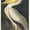 American White Pelican From Birds Of America, variant on Elephant Stock American Flamingo Wall Art - Vertical Canvas Wall Art - Living Room Wall Decor - Animal Canvas - Beige And Brown Decor By John James Audubon - 8" x 12"