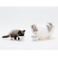 thumbnail image 4 of Cuenco Elevado NECOICHI Gato Mini prevención de reflujo y sin estrés apto para lavavajillas y microo, 4 of 9