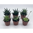 thumbnail image 3 of Haworthia Variety Assortment, 6 Different Haworthia Plants, in 2 inch pots, Super Cute, Best Gift, Plant Collection Set, Variety Bundle, 3 of 8