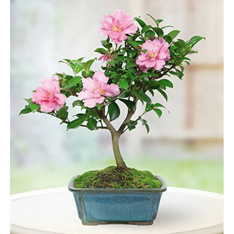 Camellia Bonsai Tree Care: Expert Tips for Thriving Plants