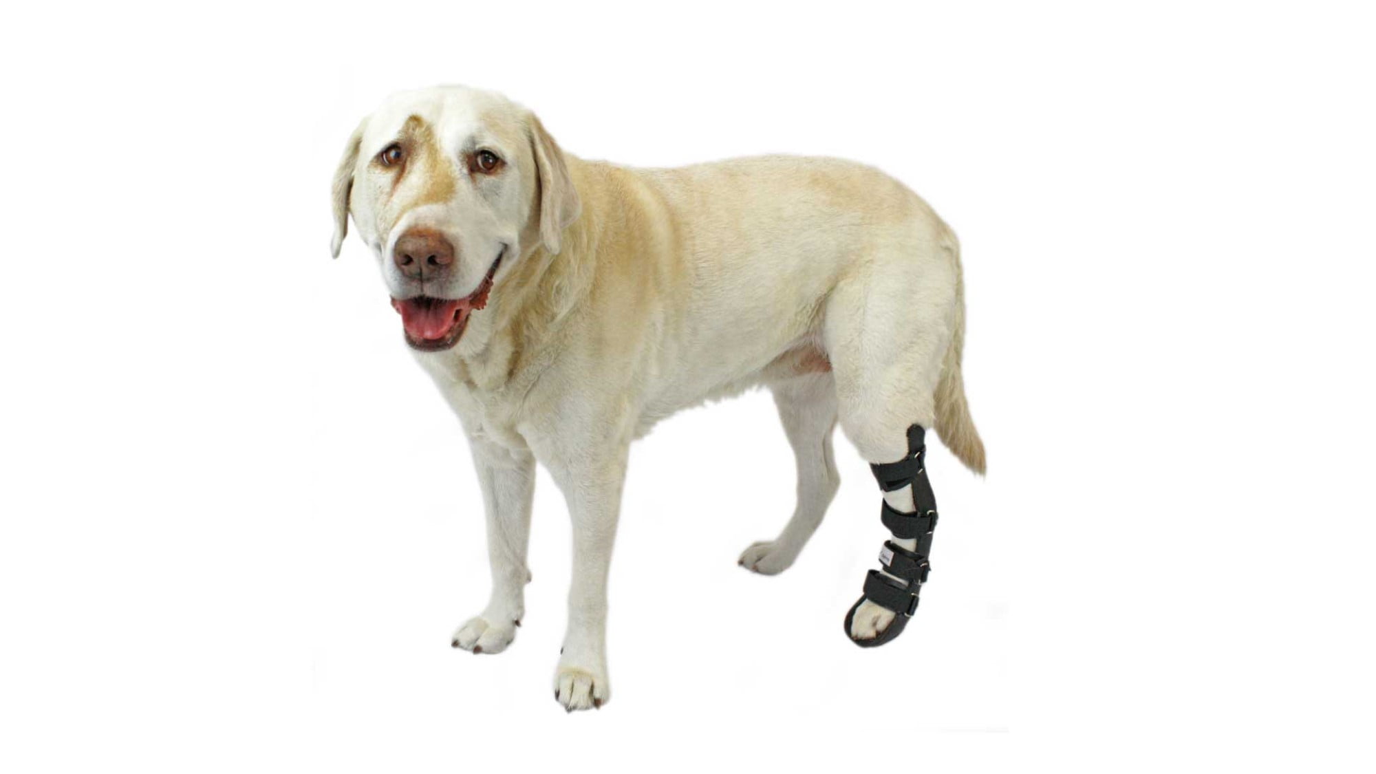 at donere slutningen At håndtere Pet Splint for Dogs | Dog Rear Foot Splint Helps Brace Lower Back Limbs |  Comes with Foam Inserts for Custom Fit - Walmart.com
