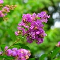 thumbnail image 2 of Brighter Blooms - Muskogee Crape Myrtle Tree, 5-6 ft. - No Shipping to AK, AZ, HI, OR, 2 of 6