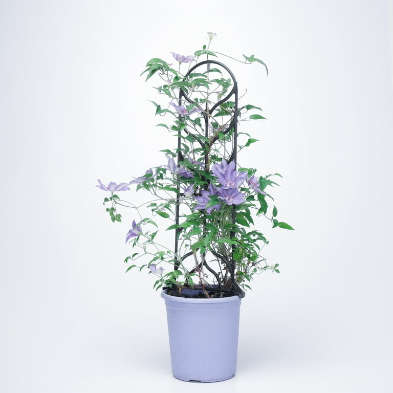 clematis 91PXkDzf6kL._UF350,350_QL50_.jpg