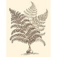 thumbnail image 3 of Munting, Abraham 12x14 Black Modern Framed Museum Art Print Titled - Sepia Munting Foliage VI, 3 of 5
