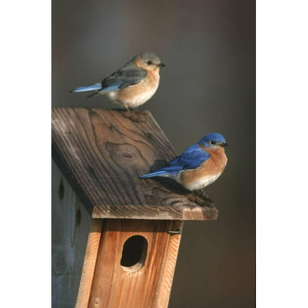 Eastern Bluebird Nest - Eastern Bluebird Male and Female on Peterson Nest Box Marion County, Illinois Print Wall Art By Richard and Susan Day