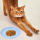 thumbnail image 4 of Plato de comida para gatos, cuenco de agua y comida redondo, plato de alimentación plano para gatos, 4 Uds., 4 of 6