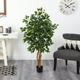 thumbnail image 4 of Arbre à Soie Ficus 4 Pieds, 4 of 4
