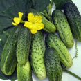 thumbnail image 2 of GSDWIUEW GL Seeds Seeds Cucumber Titus F1 Hybrid 45 Days Vegetable for Planting, 2 of 8