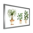 thumbnail image 2 of Designart 'Trio of House Plants Ficus Ponytail and Palm' Traditional Framed Art Print, 2 of 4