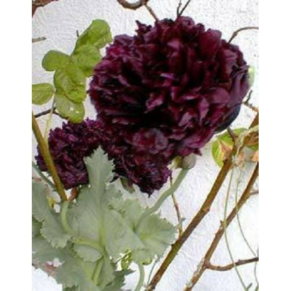 Seedville 250 Black Peony Poppy Flower Seeds