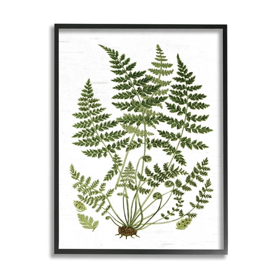 Stupell Industries Forest Botanicals Charming White Willow Greenery Black Framed, 24 x 30, Design by Lettered and Lined