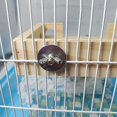 thumbnail image 5 of Wood Bird Perch-Toys and Accessories for Parrot, Parakeet, Syrian Hamster, Ferret, Chinchilla, Guinea Pig-Hamster Play Stand Platform with Ladder, 5 of 5