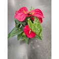 thumbnail image 2 of 8 inch Pot XL Anthuriums Red Flower Big Plant- Get similar to picture, 2 of 3