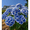 Bluewhite, variant on Hydrangea Shrub, Shade Plant for Gardens-Easy Grow-Low Maintenance-Ideal for Beds Borders, Plant Pots & Planters