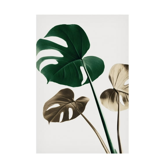 Trademark Fine Art Pictufy Studio Monstera Mix 04 Canvas Wall Art