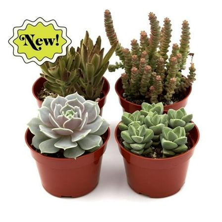 House Plant Dropship 4-SUCC-ASSORTEDVARIETY-4PK Assorted Succulent Variety Plant, Pack of 4