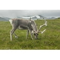 thumbnail image 2 of Illg, Cathy and Gordon 14x11 Black Ornate Wood Framed with Double Matting Museum Art Print Titled - Europe, Scotland, Cairngorm NP Reindeer grazing, 2 of 4