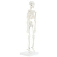 thumbnail image 4 of Anatomy Lab Human Skeleton Model, 19" Desktop Skeleton Has Movable Arms and Legs, Details Basic Human Skeletal System with Display Stand, 4 of 4