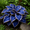 Indigo, variant on 500 to 1,500 Large-Leaf Hostas for Planting-(Non-Artificial)-Easy to Grow & Quick Sprouting Ornaments Surprise to Grow Fall or Spring Planting
