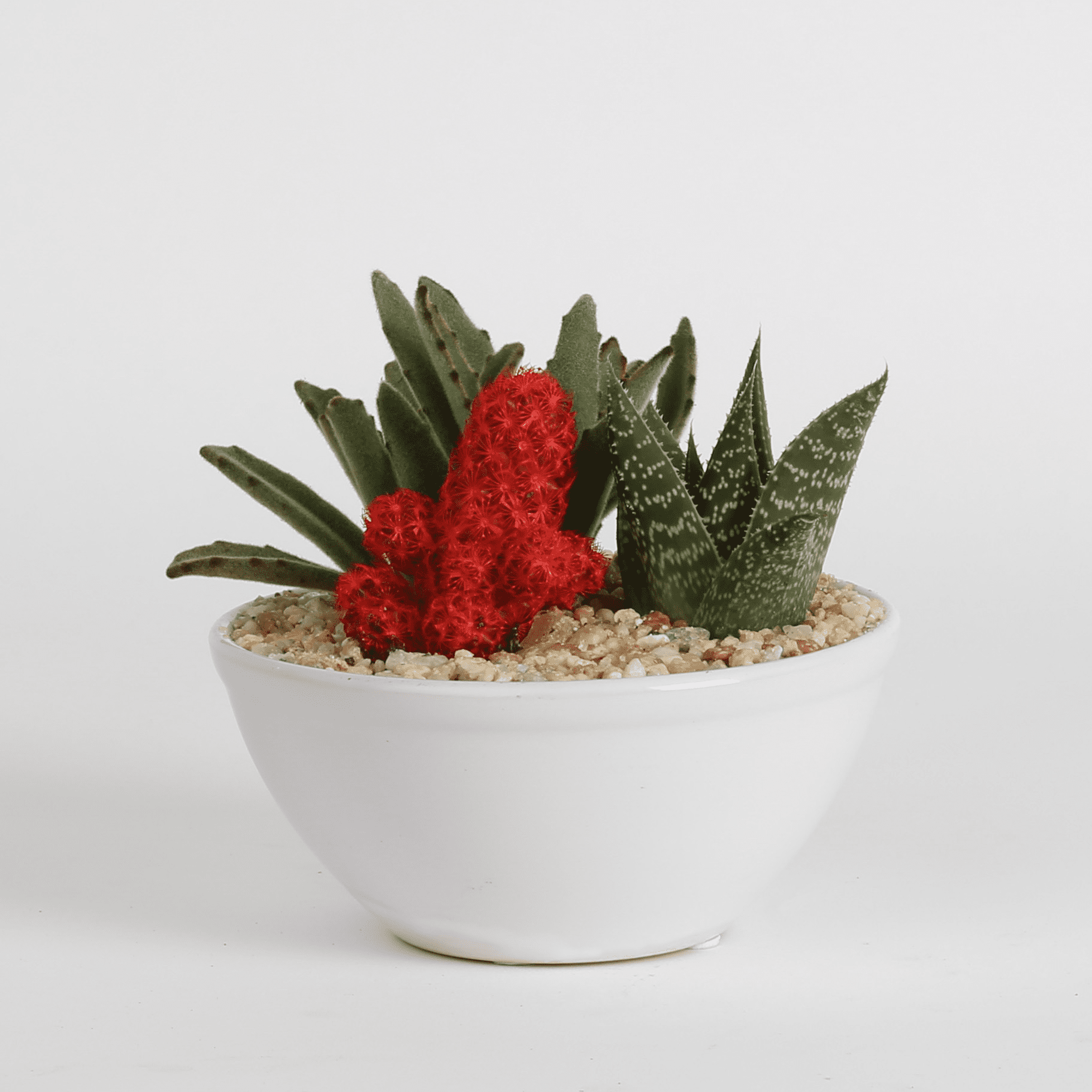 Better Homes & Gardens Live Indoor 8in. Tall Desert Gem Cactus Garden Plant in 6in. Ceramic