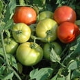 thumbnail image 2 of Tomato Mountain Fresh Plus F1 Seed, Treated Pelleted, 500 Seeds, 2 of 2