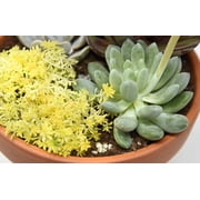 Perfect Plants Succulent Food - 5oz.