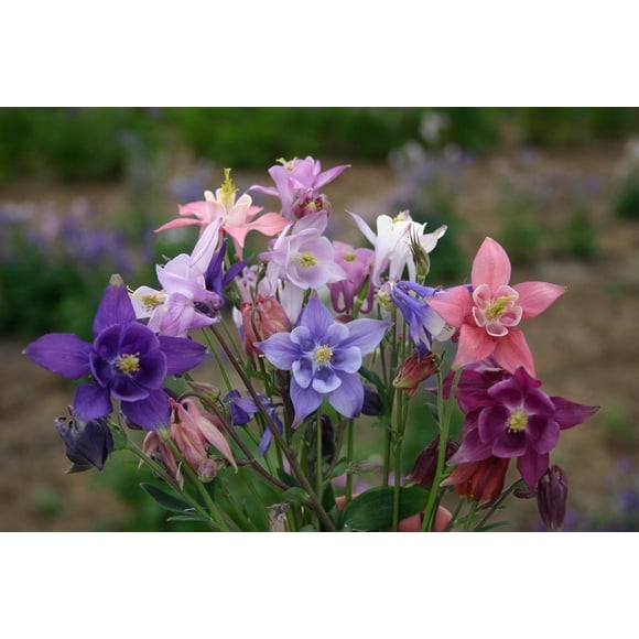GSDWIUEW 150 Columbine Aquilegia Mix Seeds – Perennial Flowers for Beautiful Garden Blooms