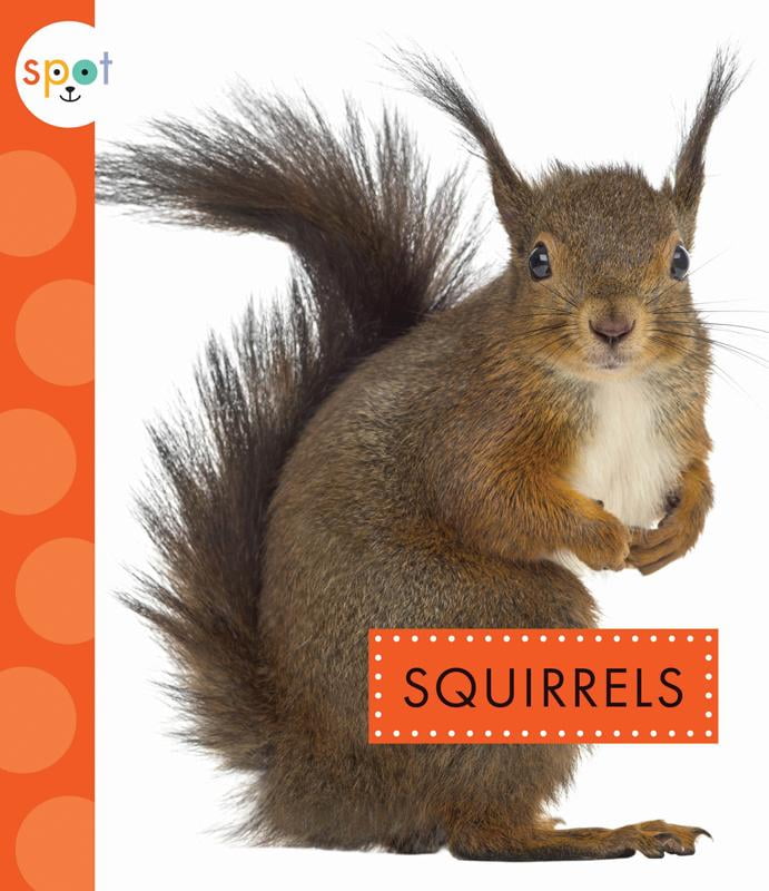 squirrel activity cube