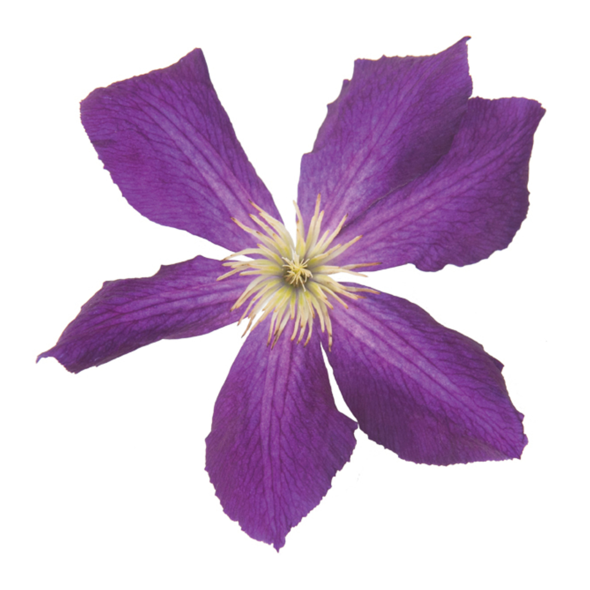 Proven Winners ColorChoice 5" Happy Jack Purple Clematis Live Plant in 4.5" Pot (4 Count)