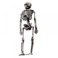 thumbnail image 1 of 6” Posable Skeleton Mini Skull Halloween Decoration  Set of 4, 1 of 9