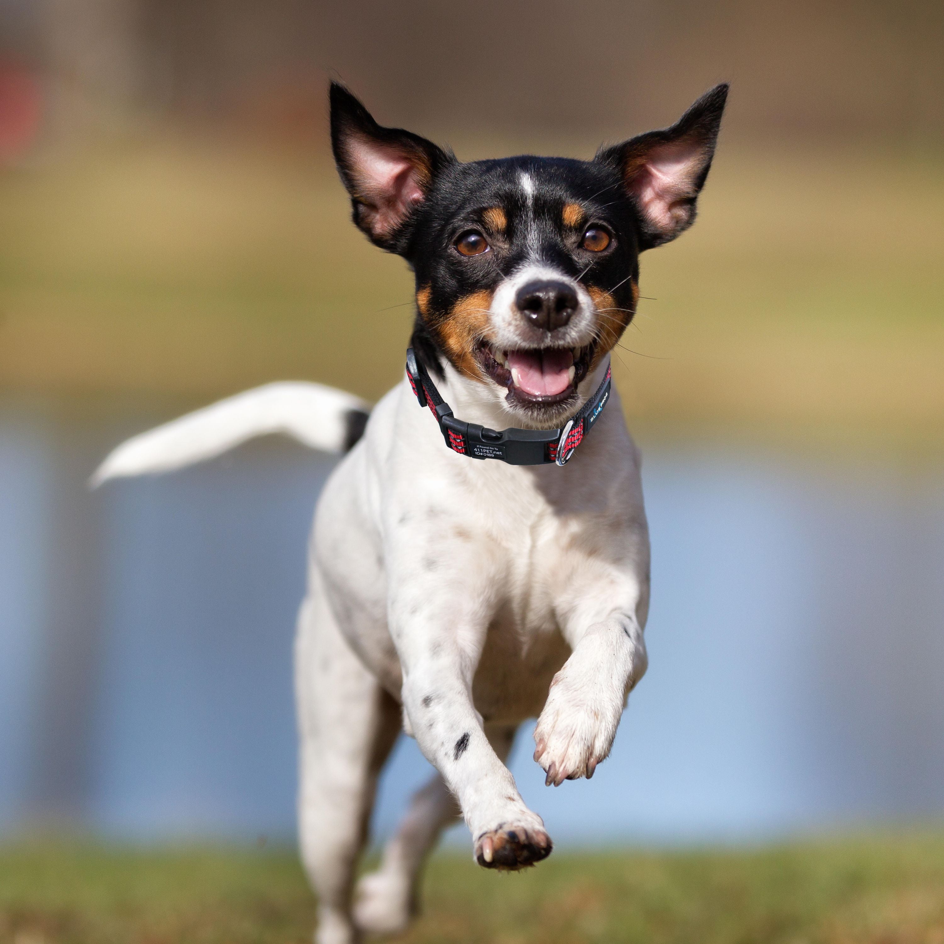 Track n guard dog cheap collar