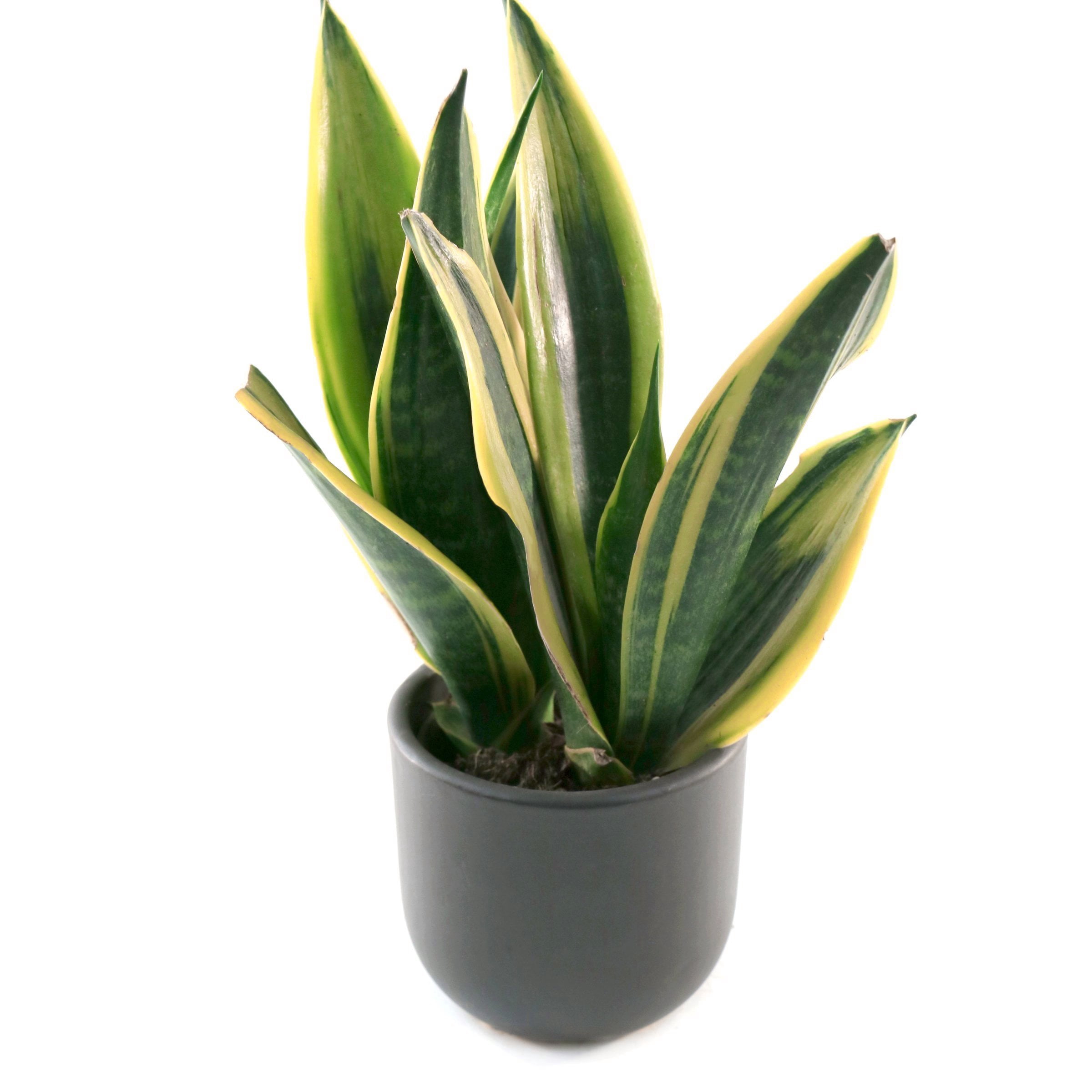 6 in. Sansevieria Gold Flame Plant in Grower Container