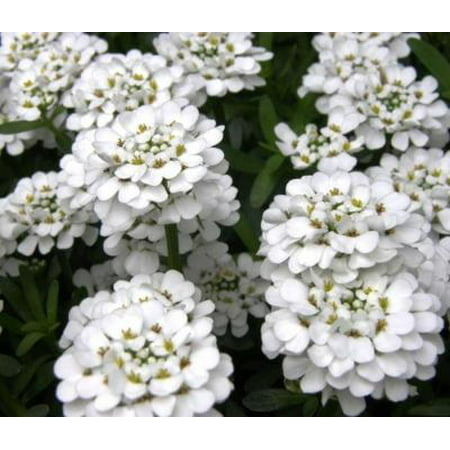 Classy Groundcovers - Candytuft 'Snow Cone' 'Snowcone', 'Snowflake', 'Snow Flake', 'Schneeflocke', 'Schleifenblume', Candy Thlaspy, Candy Turf, Spanish Tuft {25 Pots - 3 1/2