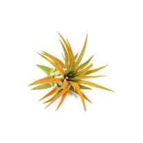 Tangerine Colorful Tillandsia Air Plants - Long Lasting Color Enhanced Live Tillandsia Succulent House Plants - Home and Garden Decor - Easy Care Indoor/Outdoor Plants (Ionantha Rubra, Single)