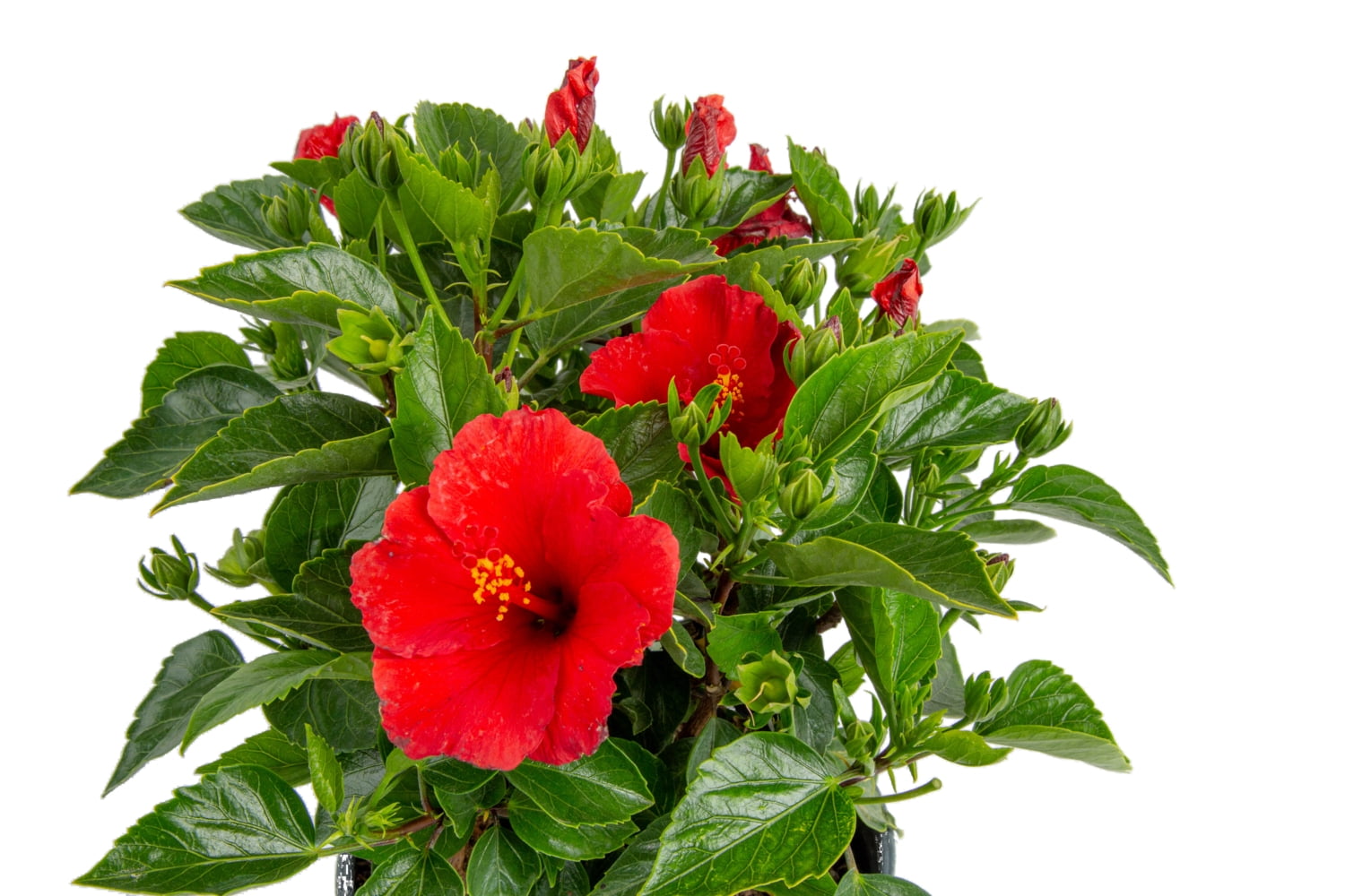 Island Blooms by Costa Farms 2G Red Hibiscus in grower pot, Direct