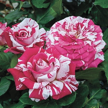 Neil Diamond Hybrid Tea Rose Dormant Bare Root Plant (1-Pack)