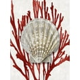 thumbnail image 2 of Kelly, Caroline 19x24 White Modern Wood Framed Museum Art Print Titled - Shell Coral Red IV, 2 of 4