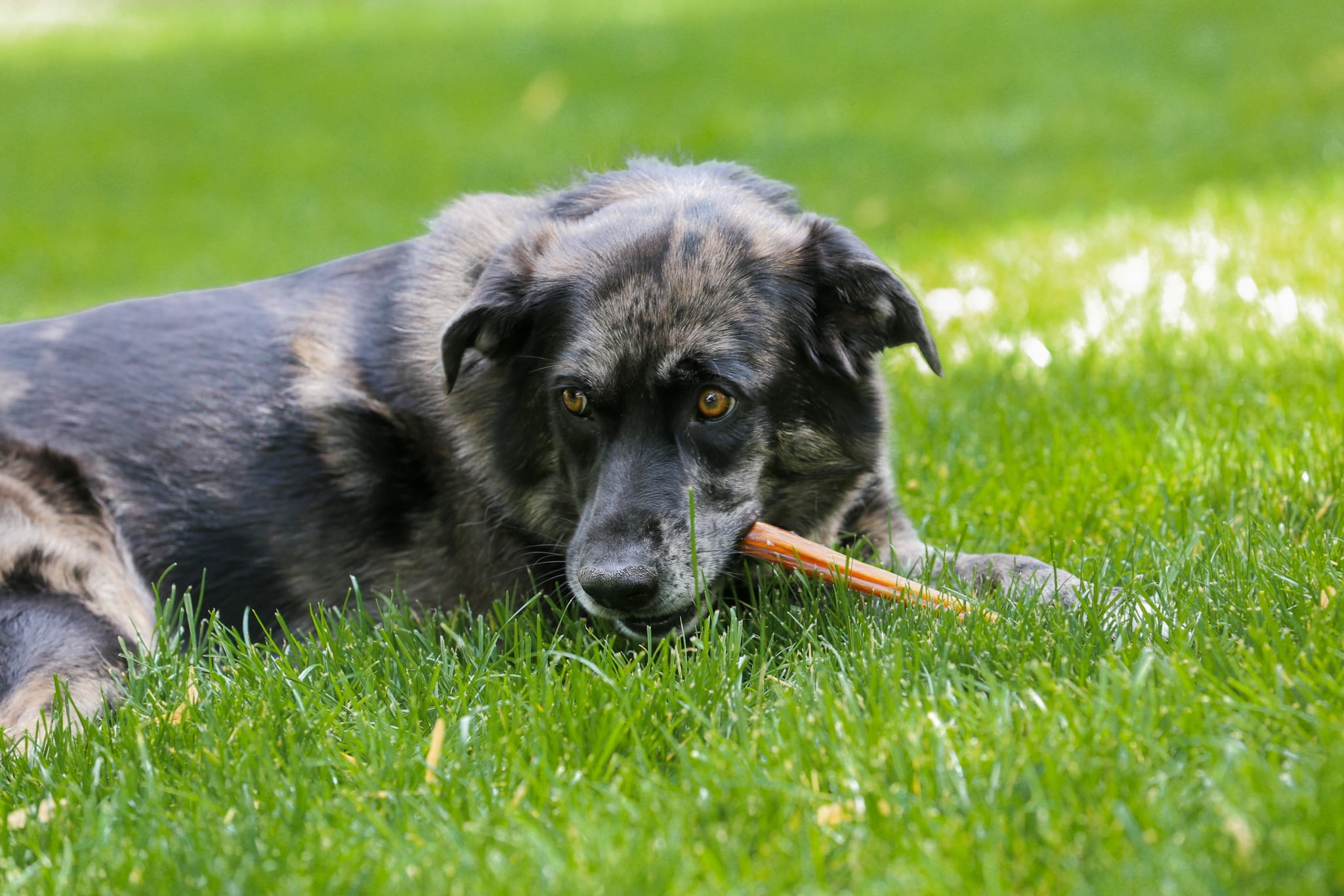 Jumbo Bully Sticks 12" Free Range, Grass Fed