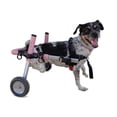 thumbnail image 1 of Walkin' Wheels Dog Wheelchair - Vet Approved - Small Dogs 11-25 Pounds, 1 of 7