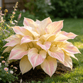 thumbnail image 5 of Hosta Seeds – 500 pcs – Stunningly Beautiful for Garden Landscaping; Shade-loving, Cold-hardy, and Easy To Grow; Attracts Pollinators; Perennial; Ideal for Beginners., 5 of 6