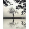 thumbnail image 2 of Bell, Nicholas 12x14 White Modern Wood Framed Museum Art Print Titled - Winter Willow, 2 of 4