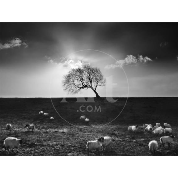 The Gathering, Animals Scenic Unframed Photographic Print Wall Art by Martin Henson Sold by ArtCom