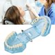 thumbnail image 3 of Modelo de dientes para enfermedades dentales estructura detallada azul transparente desmontable aprendizaje modelo de enseñanza patológica acrílico para hospital dental ANGGREK Otros, 3 of 8